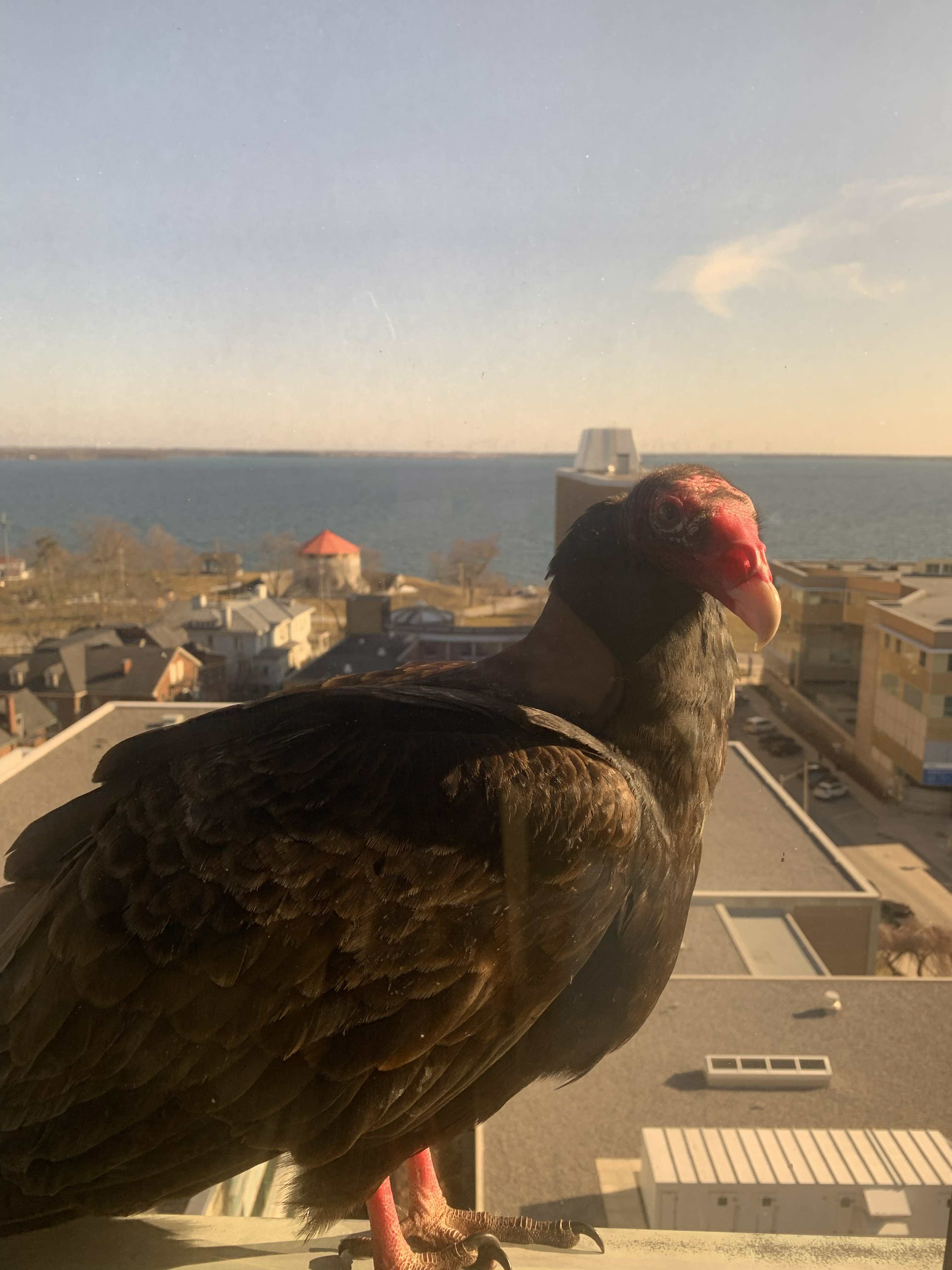 turkey vulture behind a window